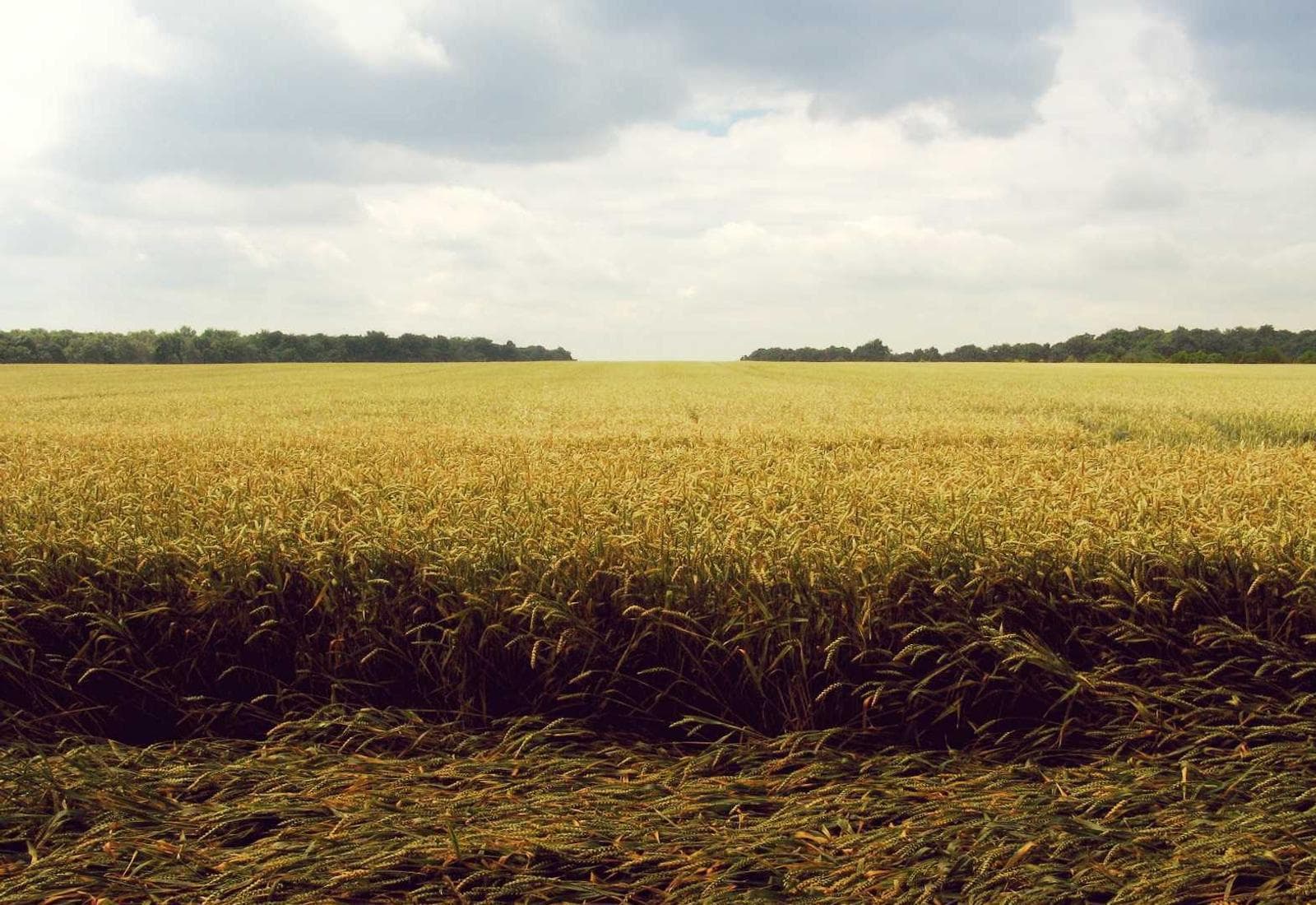 A wide field under a cloudy sky